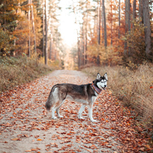 Handgemachtes, robustes & langlebiges Hundezubehör kaufen!