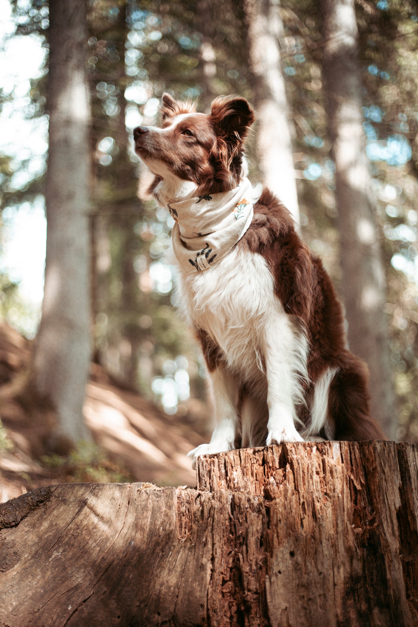 Handgemachtes Boho-Hundehalstuch aus Leinen mit floraler Stickerei – leicht, stilvoll & ideal. Jetzt online shoppen.