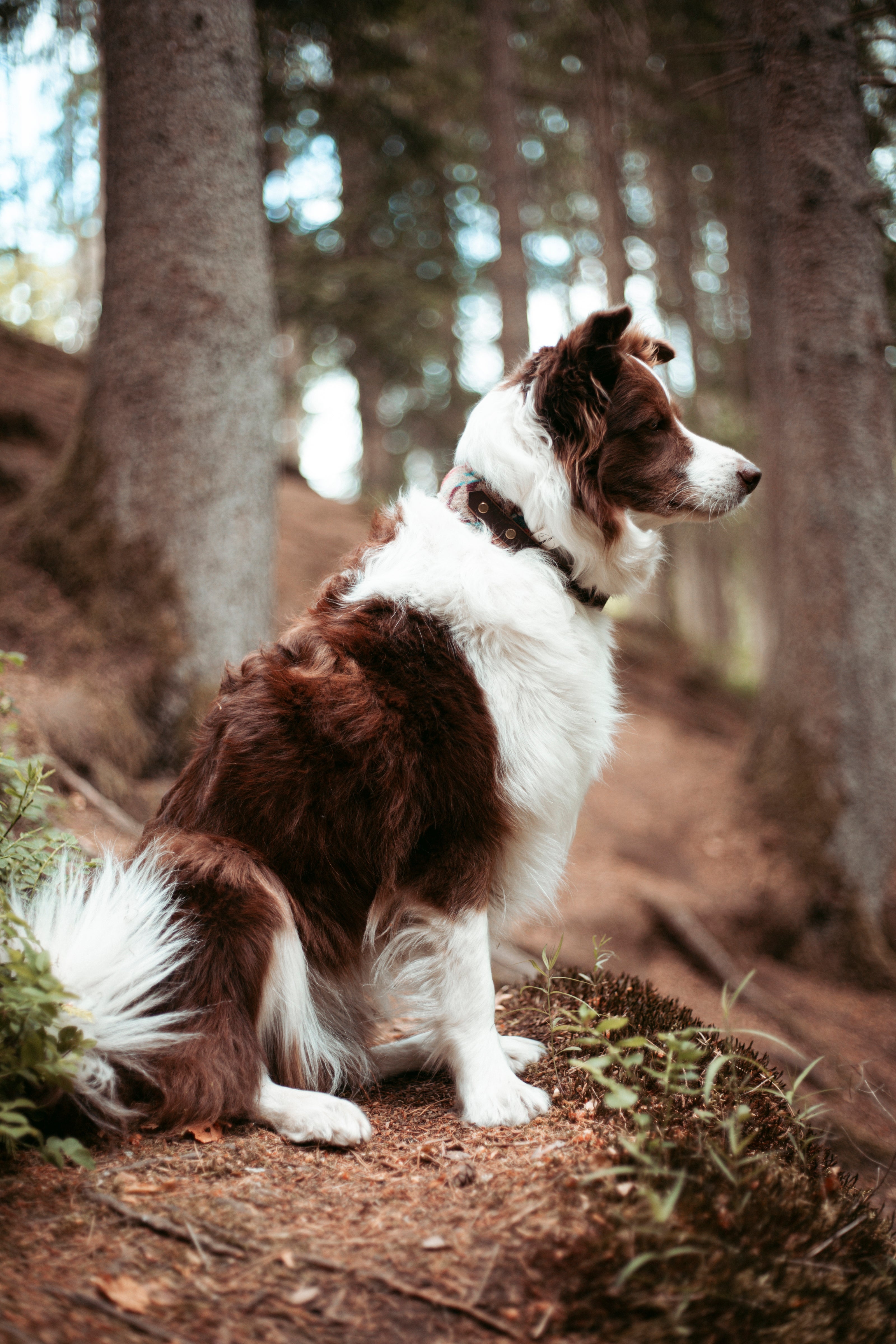 Cooler Ethnolook für deinen Vierbeiner. Unser handgemachtes Hundehalsband "Roam & Root".