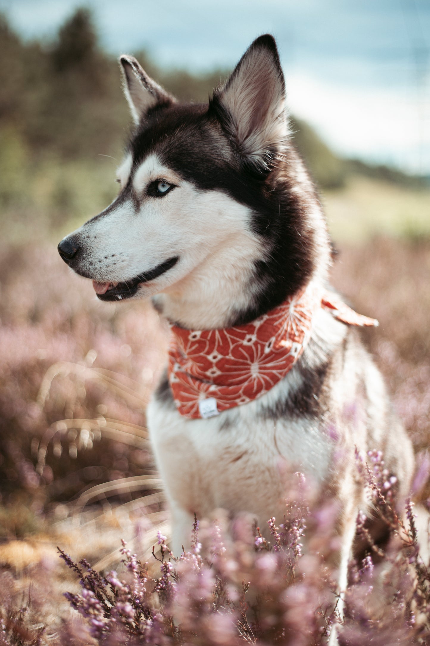Hundehalstuch -  Autumn Bloom