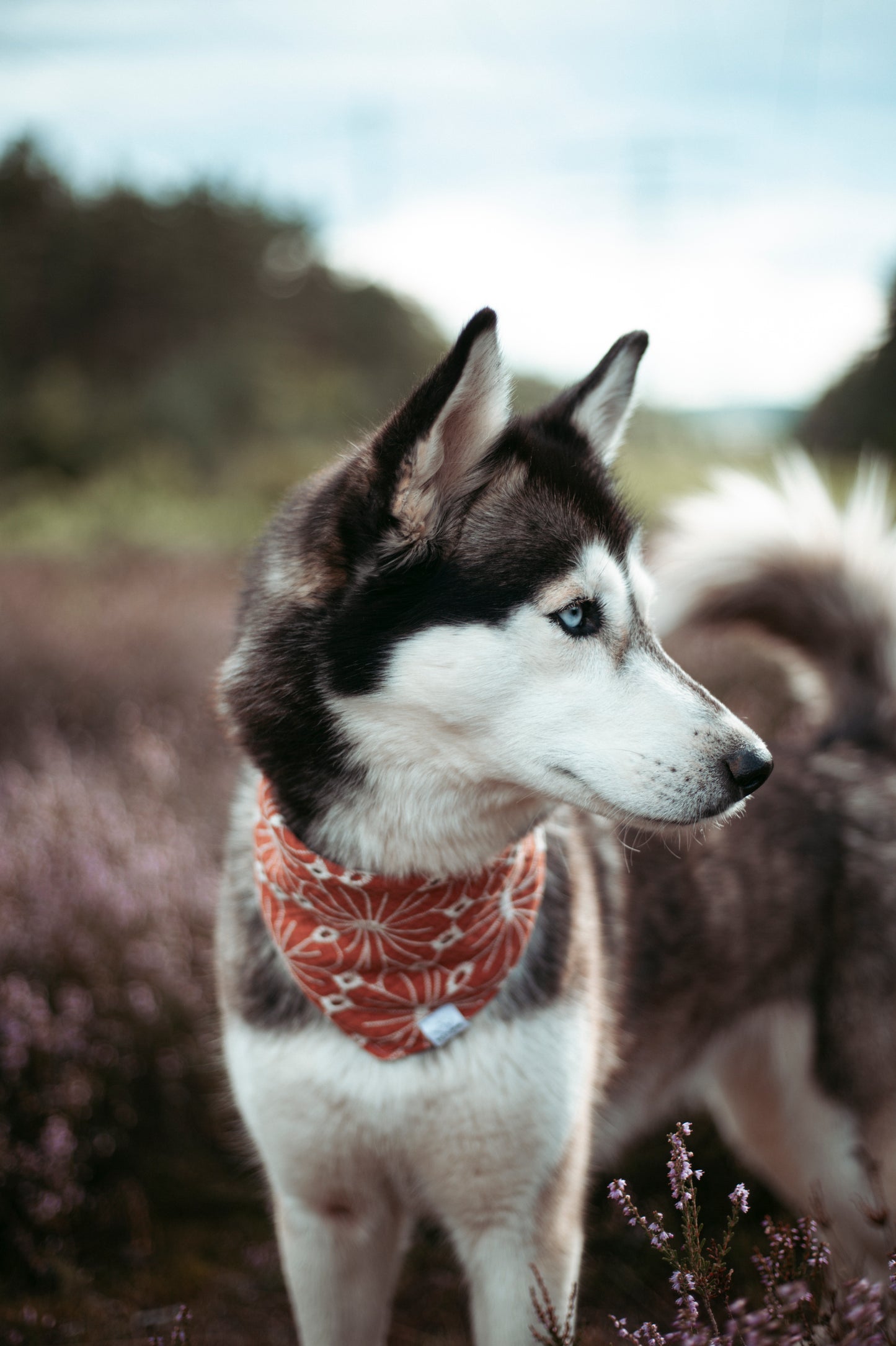 Hundehalstuch -  Autumn Bloom