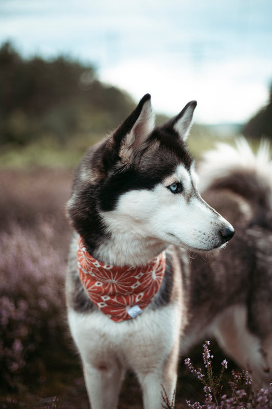 Hundehalstuch -  Autumn Bloom