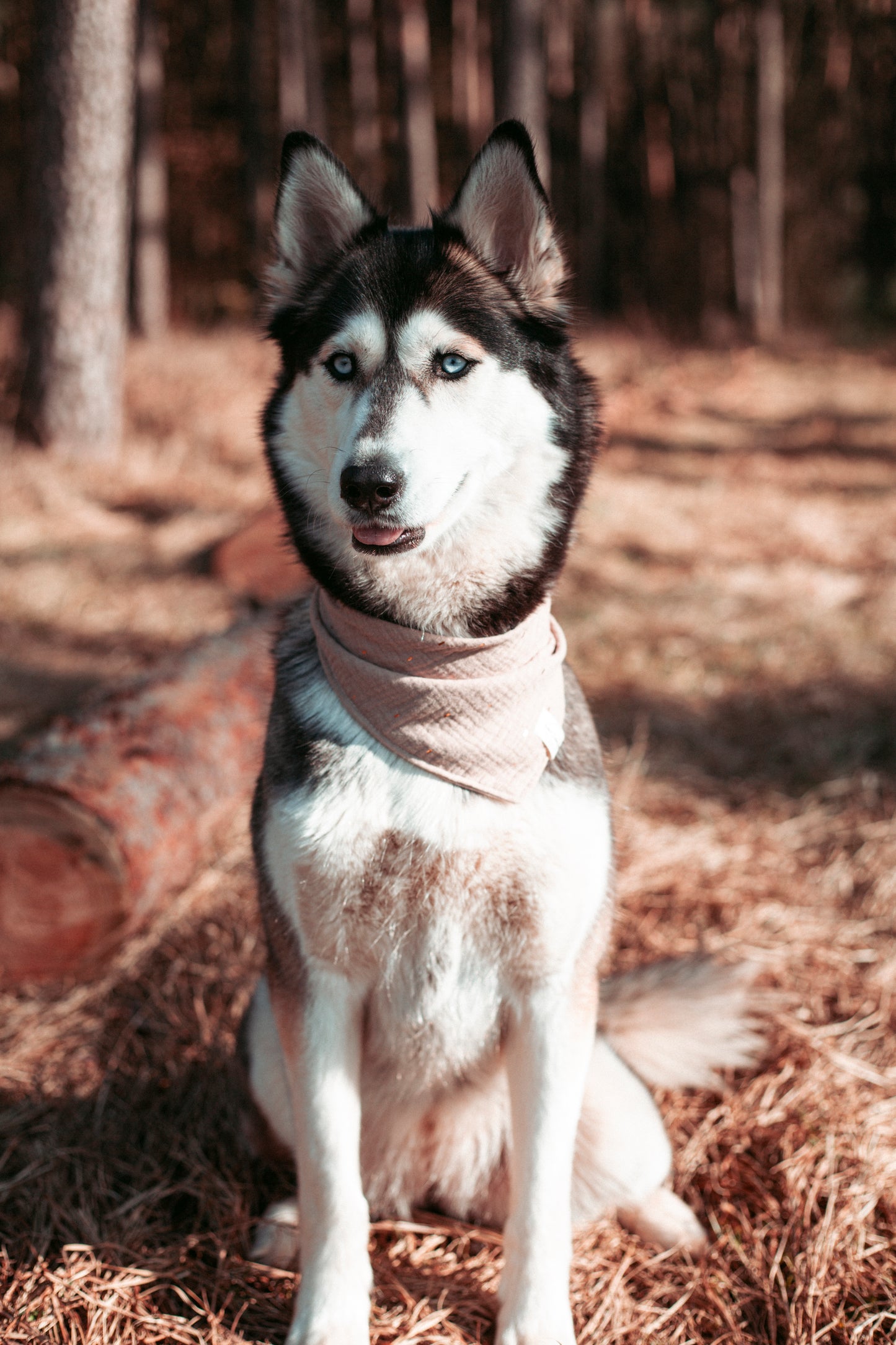 Natürlich schöne Dogwear: Hundehalstuch „Natural“ in Sand mit Gold-Detail – handgemacht, leicht & stilvoll. Jetzt Hundehalstücher für den Outdoorsommer kaufen!