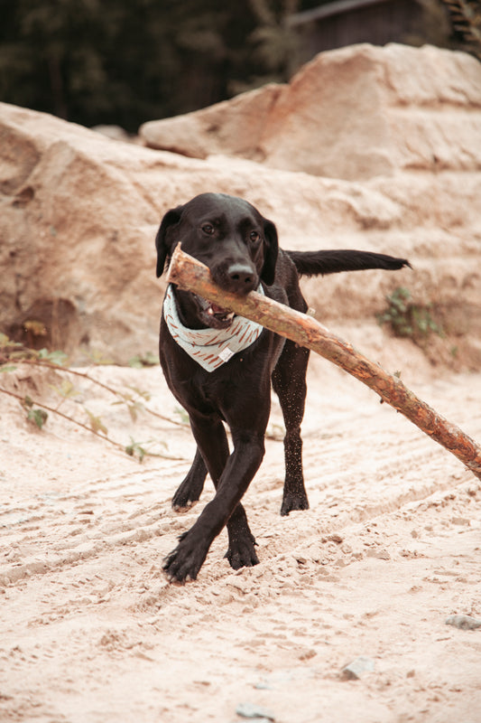 Hundehalstuch -  Wild Trails "Mint"