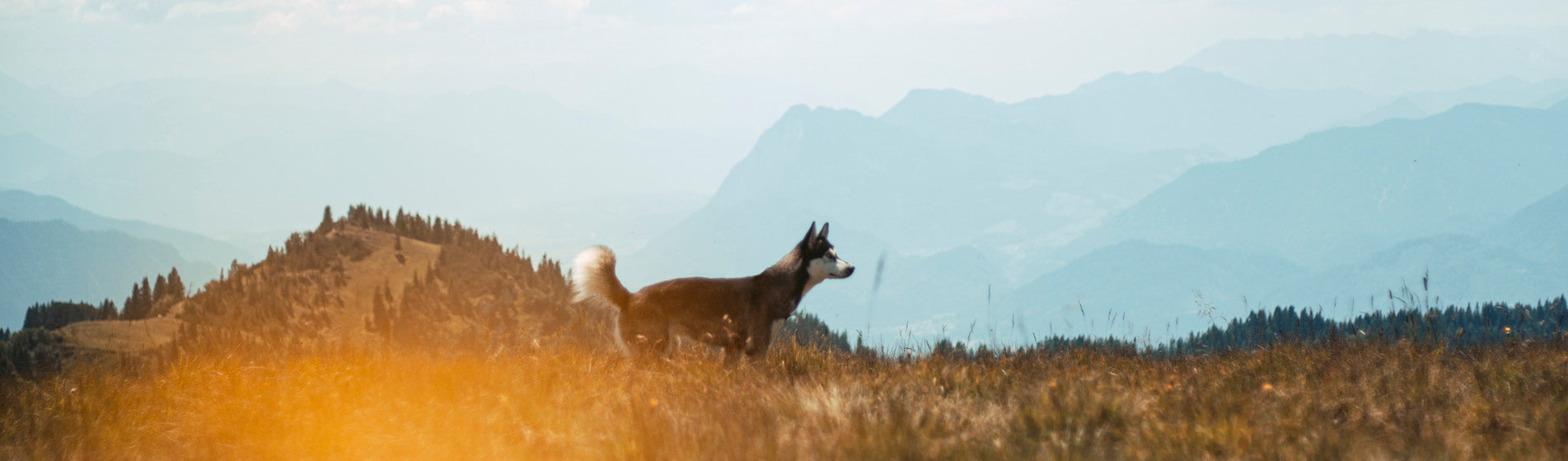 Jetzt deine neue handgemachte Hundeleine kaufen! Nachhaltiges Hundezubehör für deine Fellnase.