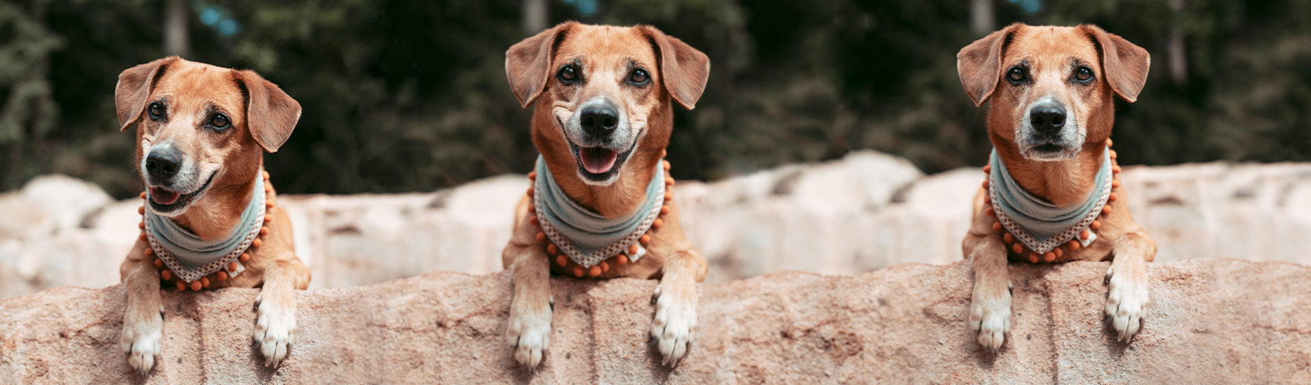 Entdecke unsere nachhaltigen und chemiefreien Hundeaccessoires für deinen Hund. Tolle Hundehalstücher im angesagten und stylischen Boholook und vieles mehr. Jetzt in unserem Onlineshop!