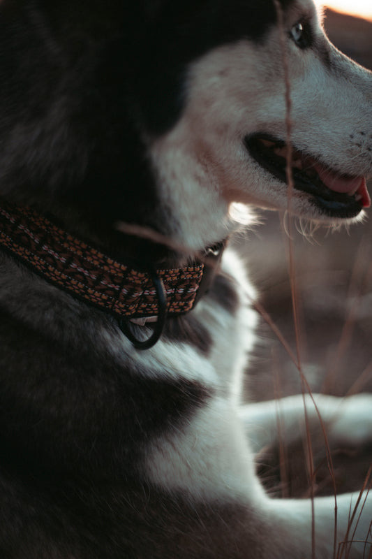 Verstellbares Hundehalsband | NØRDEN PAWS | Canyon