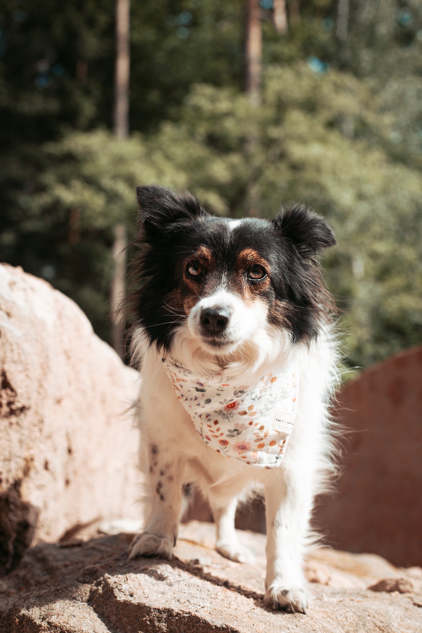 Zarte Dogwear mit Blumenprint: Hundehalstuch „Wildblume“ aus Bio-Baumwolle – handgemacht, leicht & perfekt für deinen Outdoorsommer & Gassirunden. Jetzt kaufen!