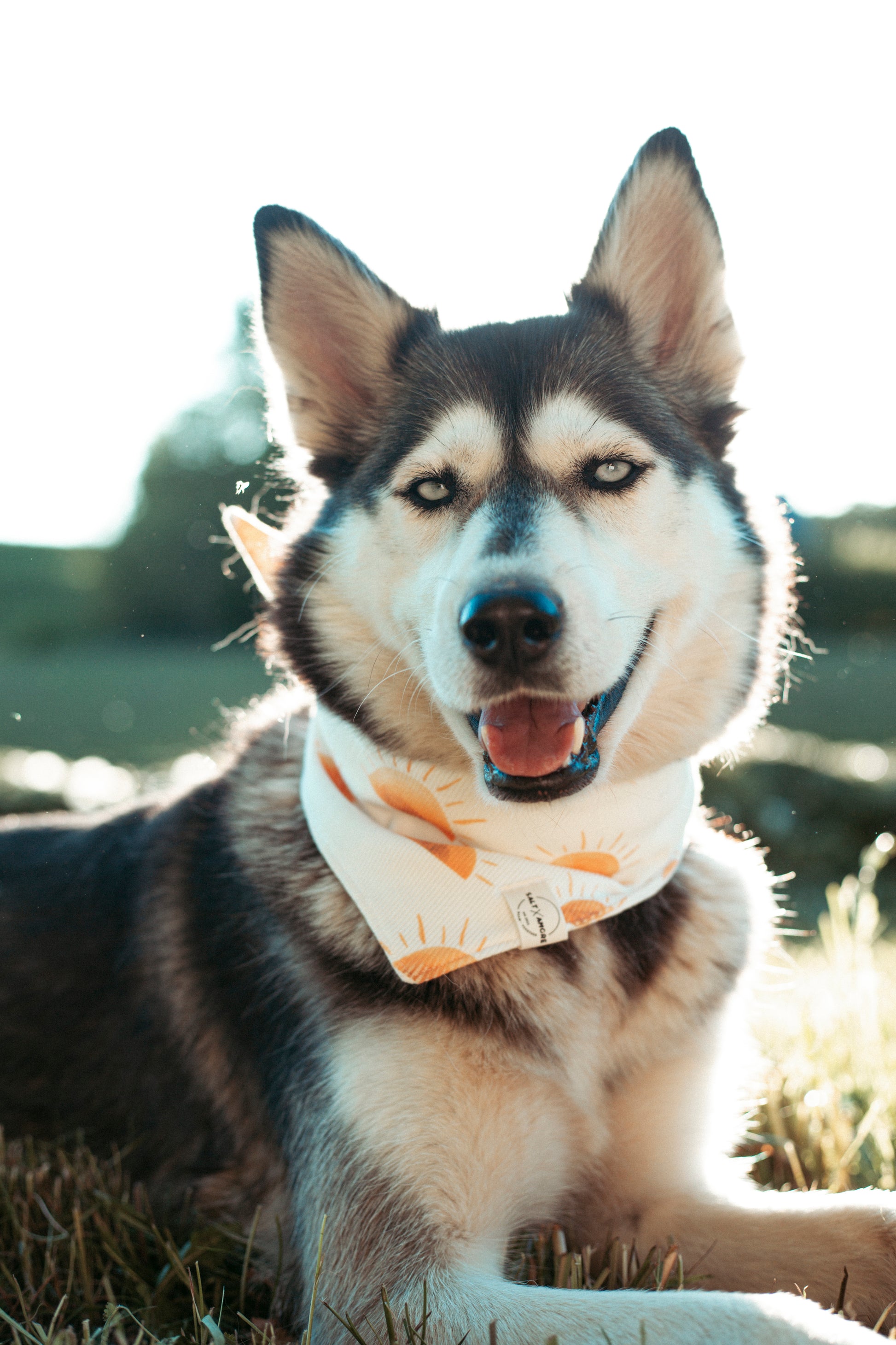 Sommerliche & nachhaltige Dogwear: Hundehalstuch „Sunset“ aus Bio-Jersey – handgemacht, bequem & perfekt für Abenteuer. Jetzt Hundehalstücher kaufen!