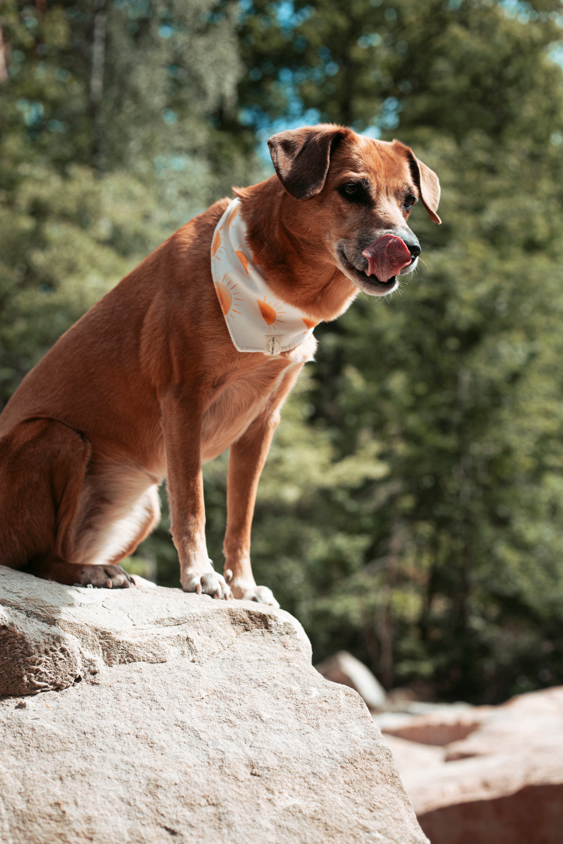 Sommerliche & nachhaltige Dogwear: Hundehalstuch „Sunset“ aus Bio-Jersey – handgemacht, bequem & perfekt für Abenteuer. Jetzt Hundehalstücher kaufen!