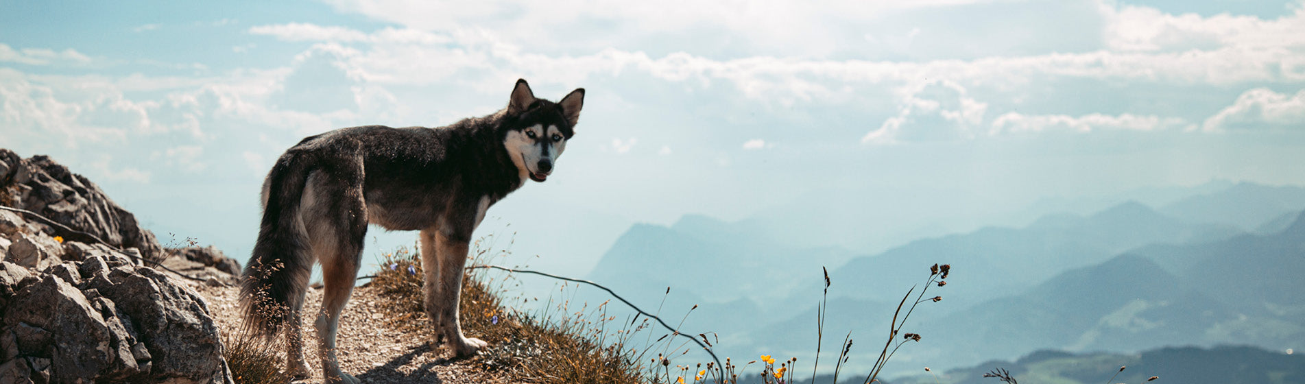 Entdecke jetzt dein nachhaltiges Hundehalsband. Handgemachte Dogwear für deine Fellnase. Hundebedarf für Naturliebhaber.