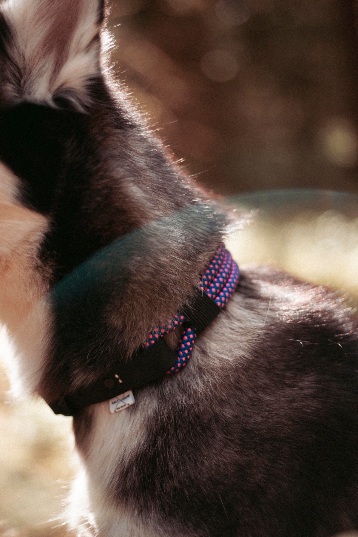 Mountain Climber | verstellbares Hundehalsband