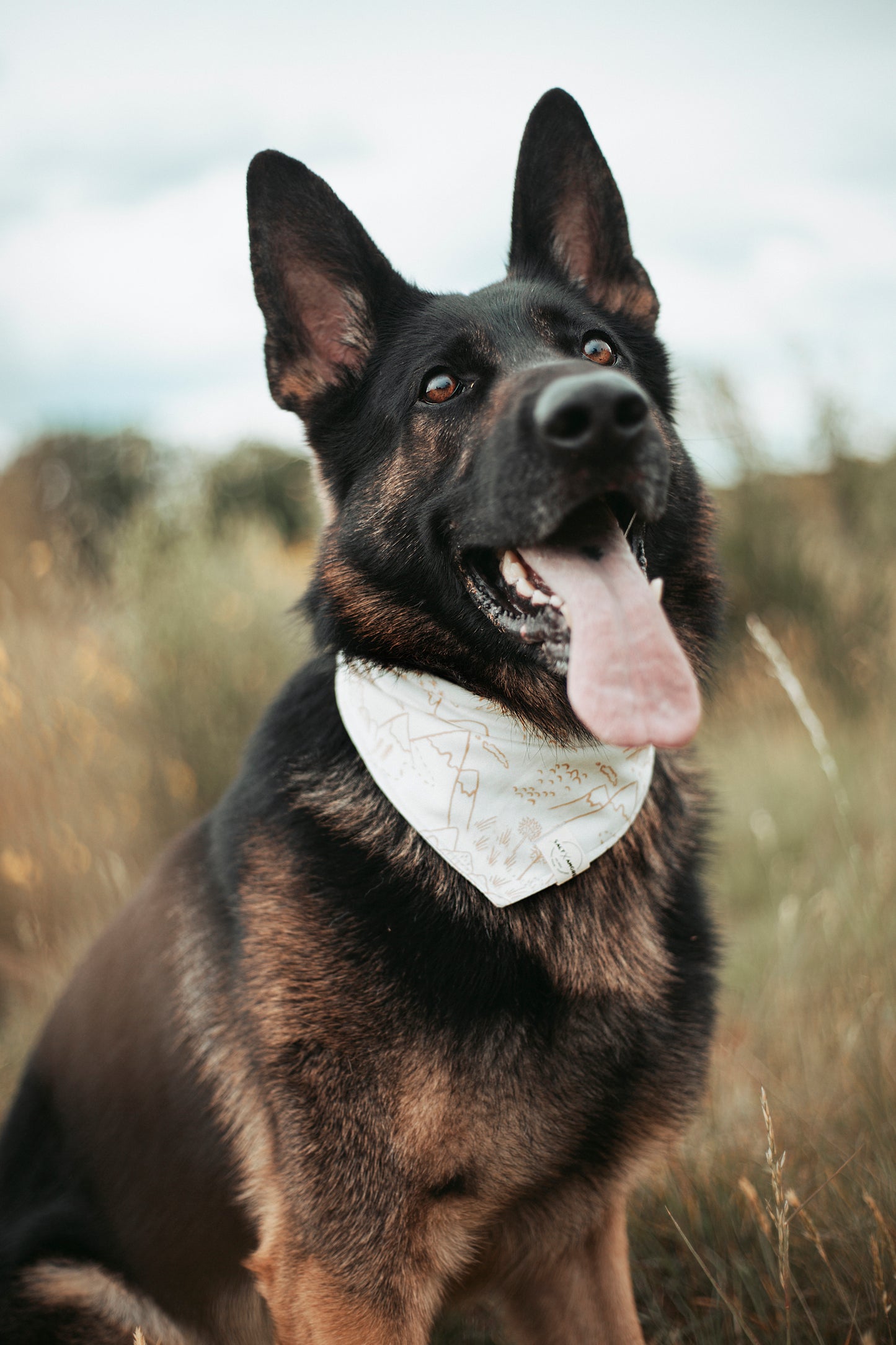Stylische Dogwear für Naturfans: Hundehalstuch „Pathfinder“ aus Jersey – handgemacht, atmungsaktiv & ideal für Sommer, Gassi & kleine Abenteuer. Jetzt kaufen!