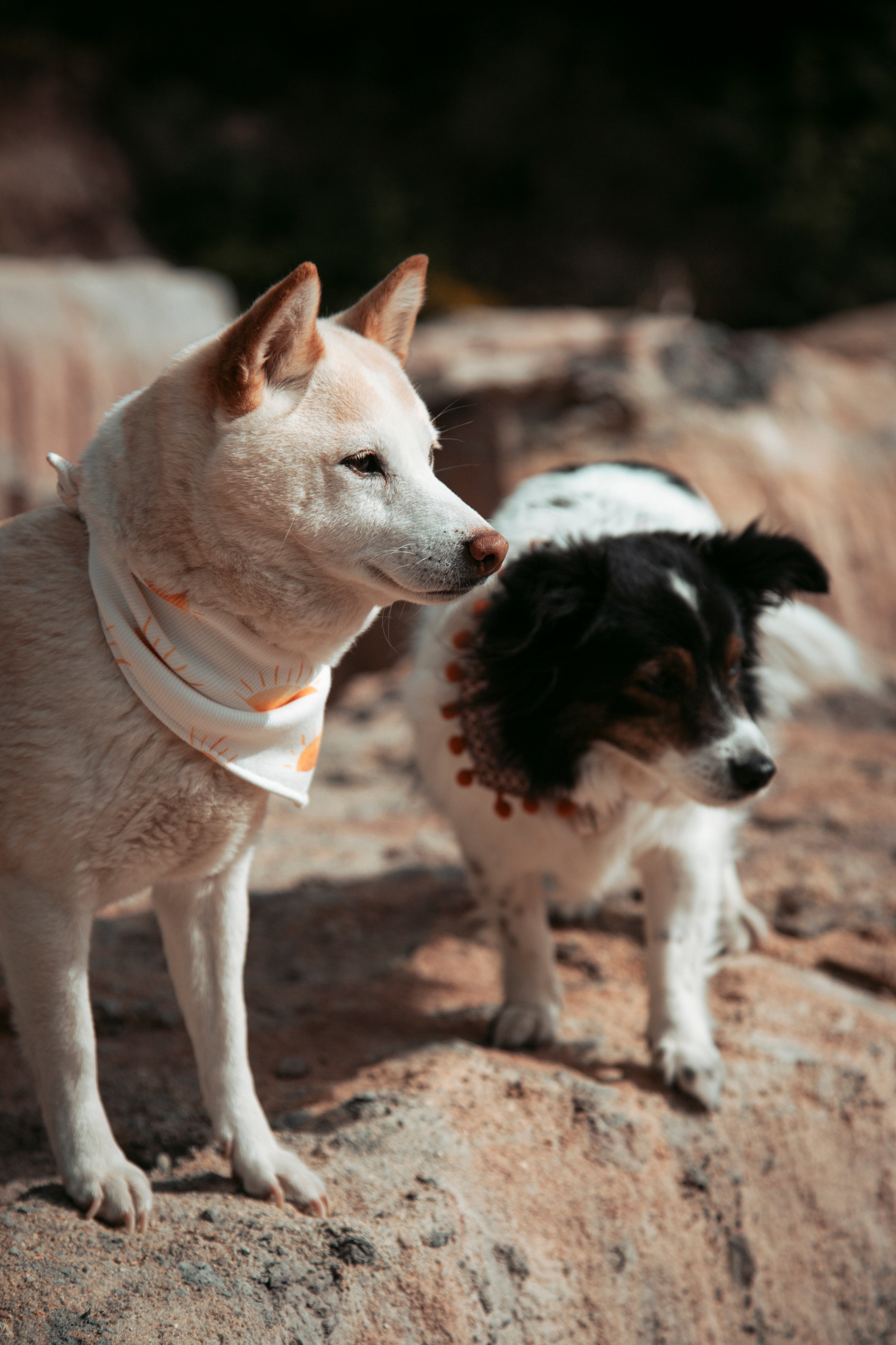 Sommerliche & nachhaltige Dogwear: Hundehalstuch „Sunset“ aus Bio-Jersey – handgemacht, bequem & perfekt für Abenteuer. Jetzt Hundehalstücher kaufen!