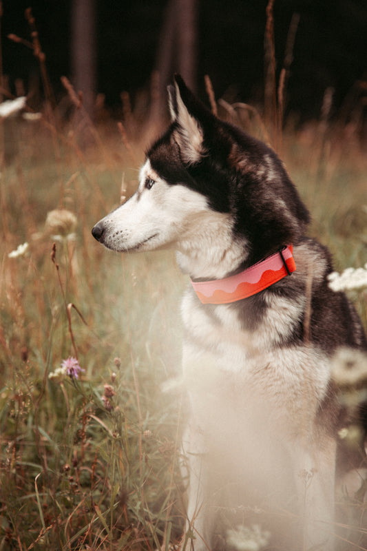 Hundehalsband | Coral Heat | verstellbares Halsband für Hunde