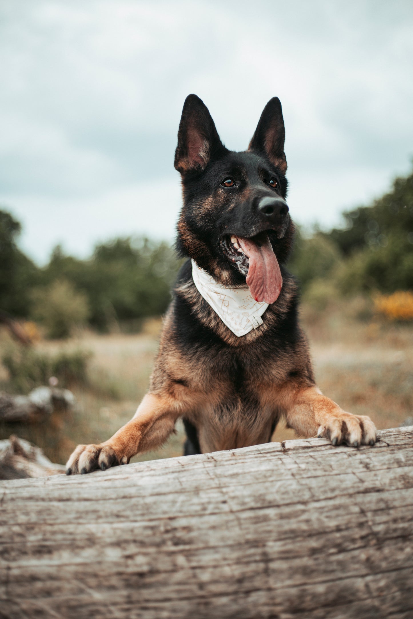 Stylische Dogwear für Naturfans: Hundehalstuch „Pathfinder“ aus Jersey – handgemacht, atmungsaktiv & ideal für Sommer, Gassi & kleine Abenteuer. Jetzt kaufen!