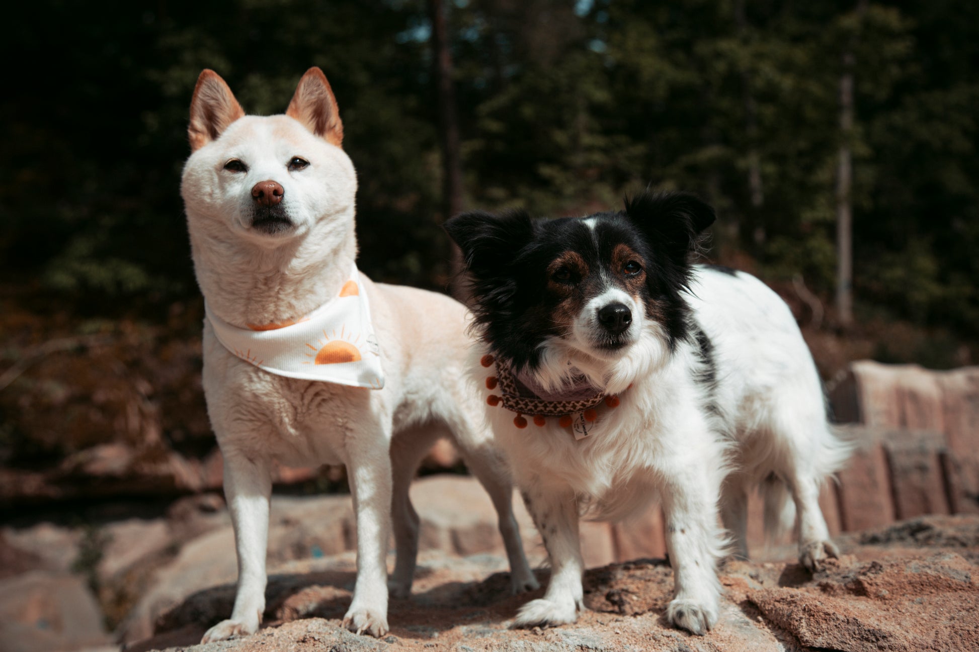 Sommerliche & nachhaltige Dogwear: Hundehalstuch „Sunset“ aus Bio-Jersey – handgemacht, bequem & perfekt für Abenteuer. Jetzt Hundehalstücher kaufen!