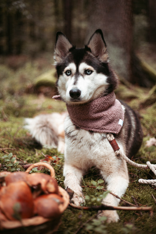 Hundehalstuch -  Trek’n Trails