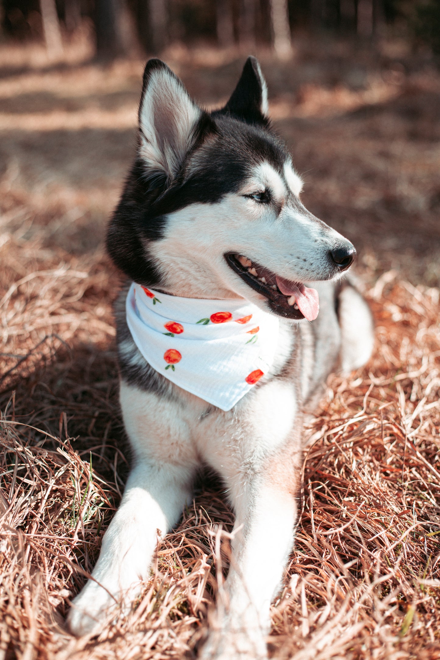 Fruchtige Dogwear für den Sommer: Hundehalstuch „Peach“ aus Bio-Musselin. Jetzt stilvolle Halstücher & Dogwear kaufen – handgemacht & leicht zu tragen.