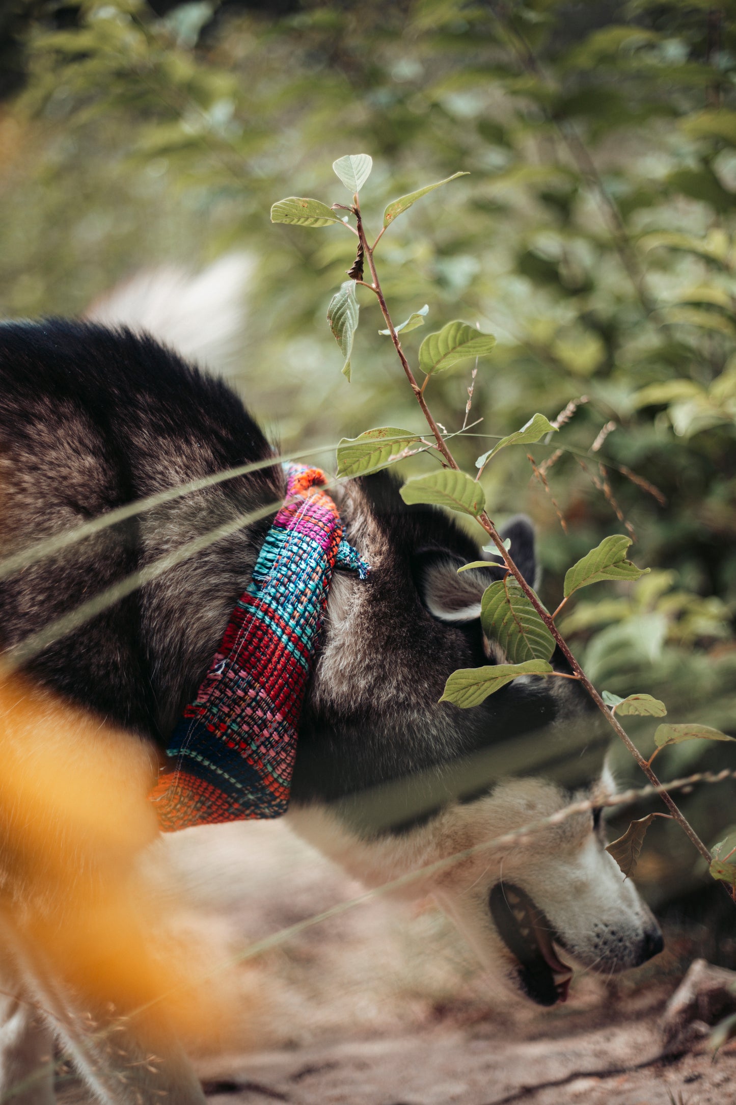 Sommerliche & nachhaltige Dogwear: Hundehalstuch handgemacht aus gewebtem Baumwollstoff im Folklorestil. Bequem & perfekt für Abenteuer. Jetzt Hundehalstücher kaufen!