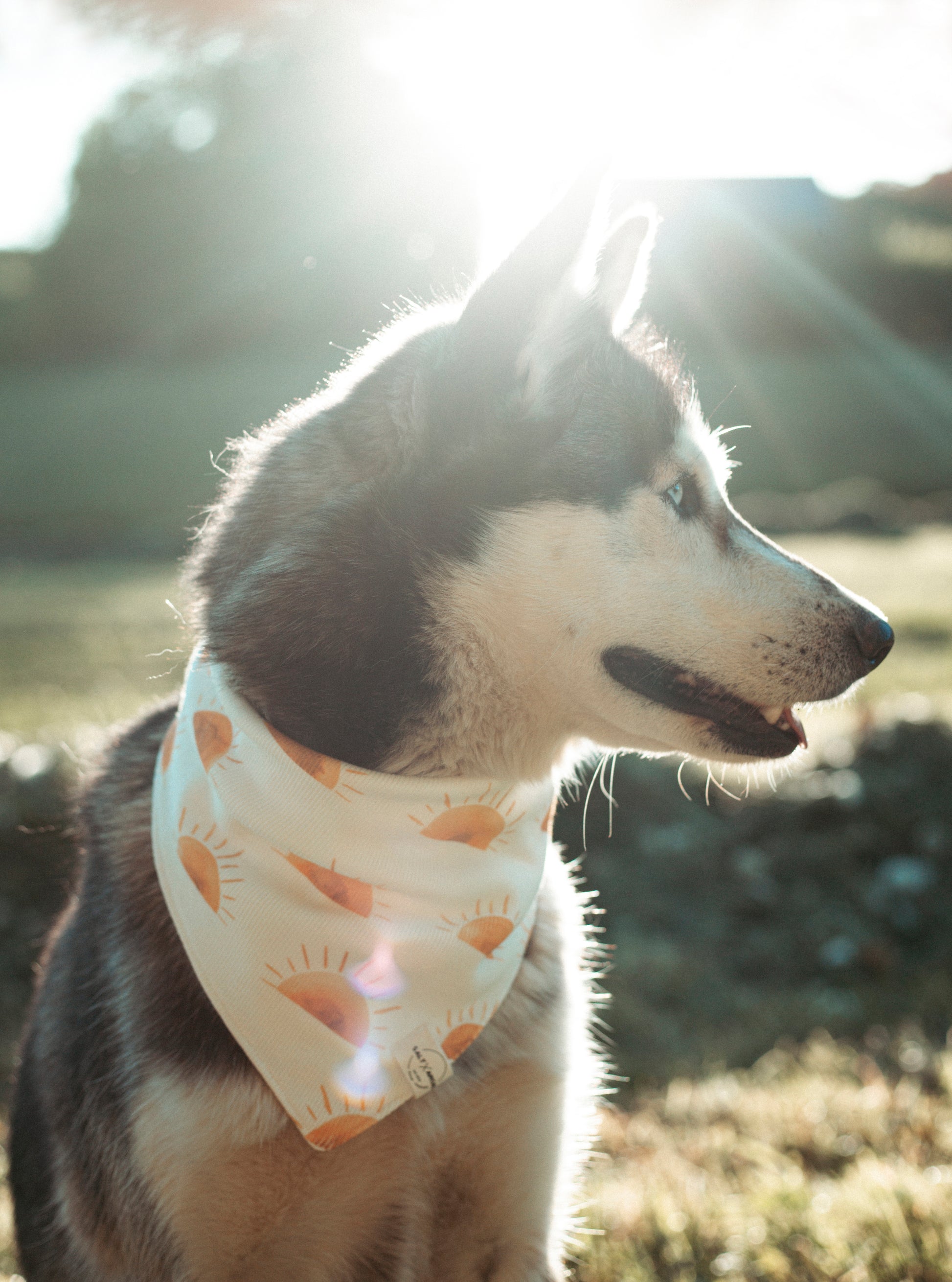 Sommerliche & nachhaltige Dogwear: Hundehalstuch „Sunset“ aus Bio-Jersey – handgemacht, bequem & perfekt für Abenteuer. Jetzt Hundehalstücher kaufen!