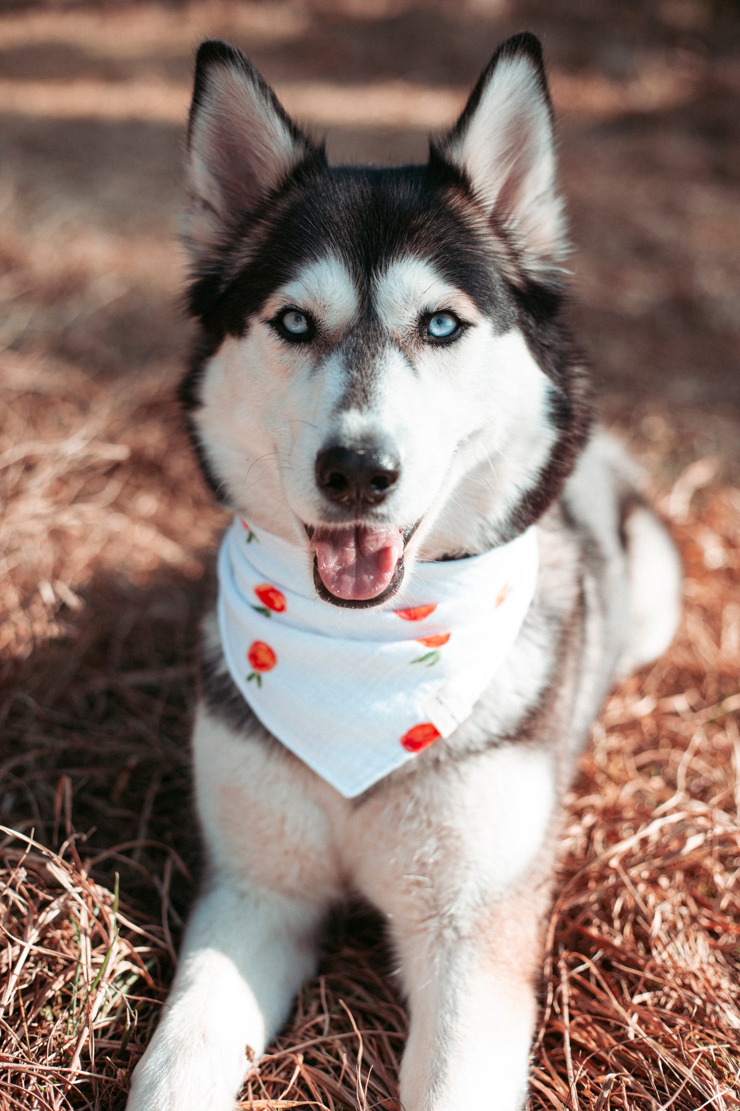 Fruchtige Dogwear für den Sommer: Hundehalstuch „Peach“ aus Bio-Musselin. Jetzt stilvolle Halstücher & Dogwear kaufen – handgemacht & leicht zu tragen.