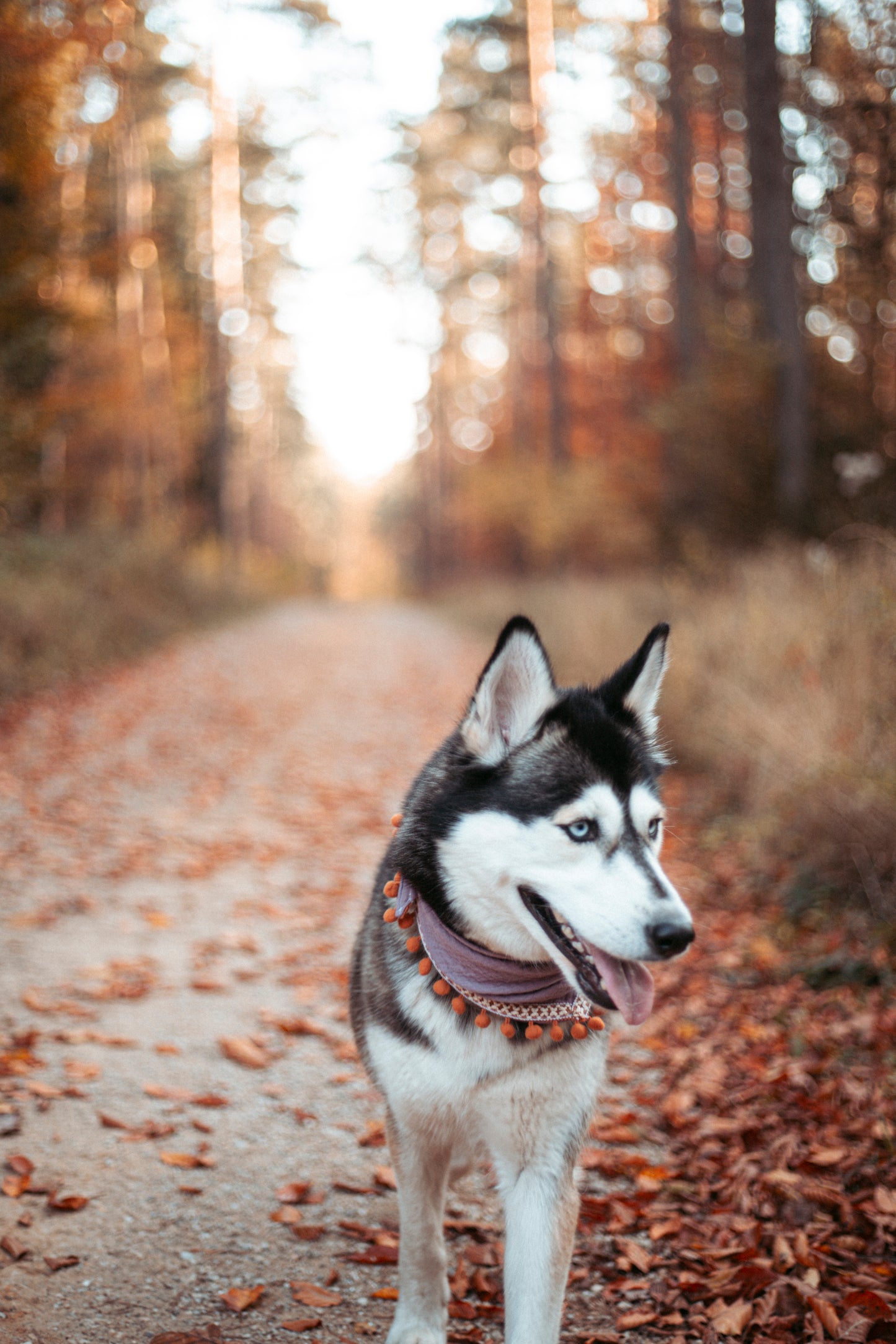 Entdecke unser Hundehalstuch „Boho“ – Dogwear im Ethno-Stil aus Musselin mit Quasten. Leicht, handgemacht & perfekt für Outdoor-Abenteuer mit deinem Hund.