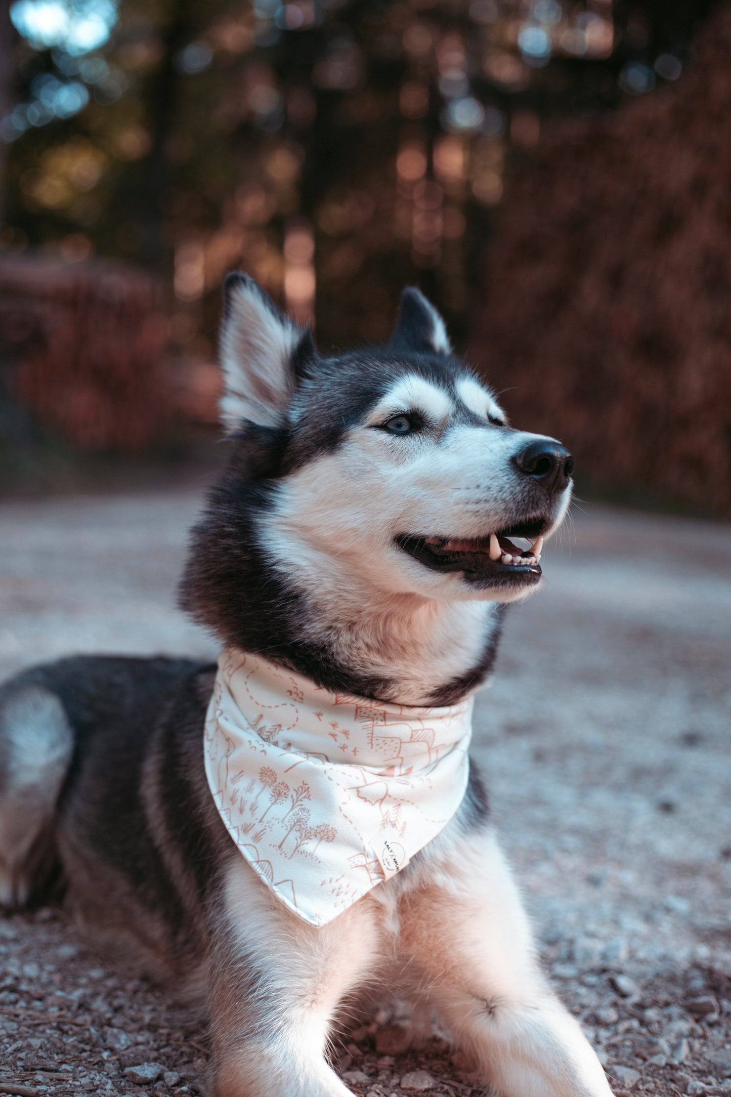 Stylische Dogwear für Naturfans: Hundehalstuch „Pathfinder“ aus Jersey – handgemacht, atmungsaktiv & ideal für Sommer, Gassi & kleine Abenteuer. Jetzt kaufen!