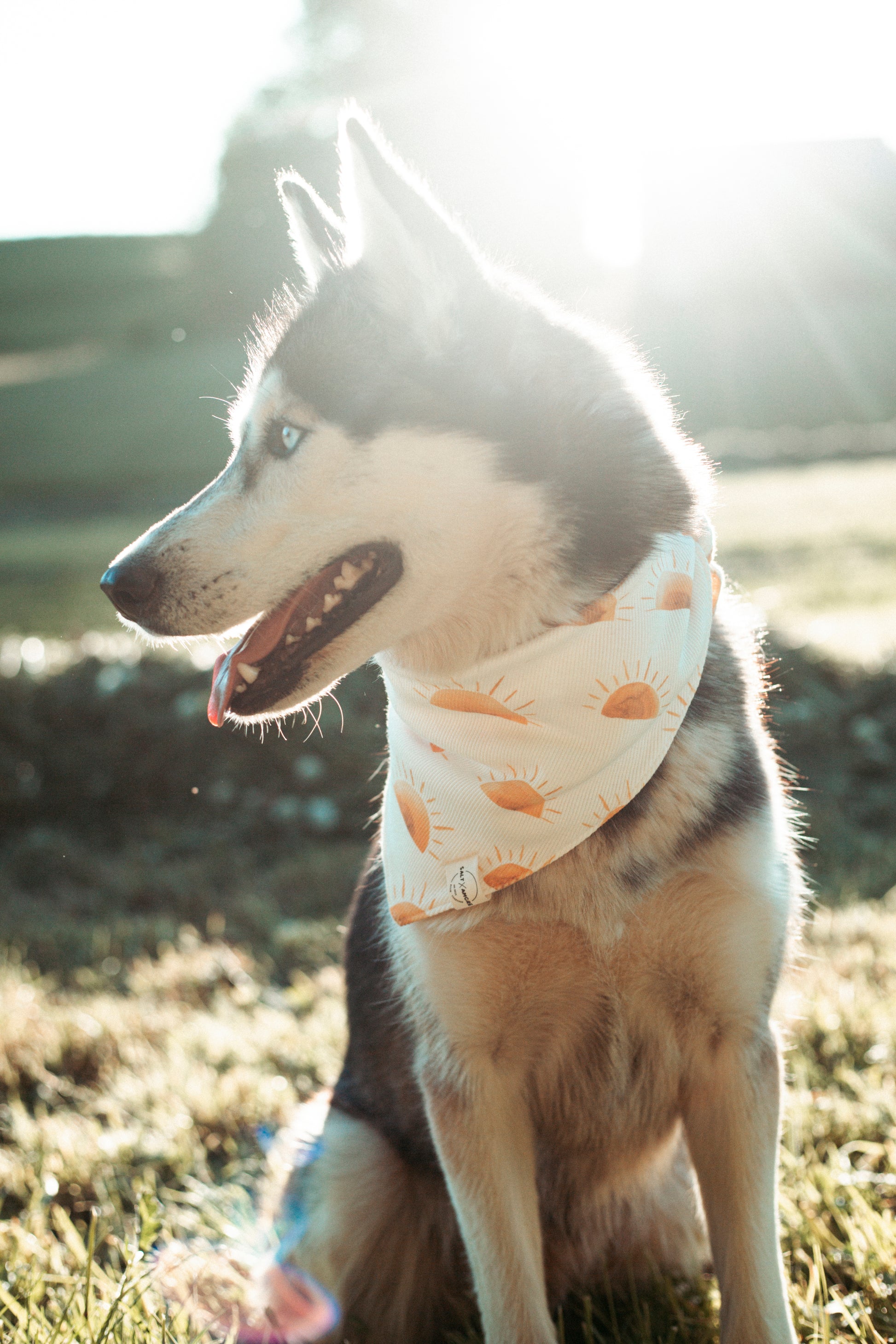 Sommerliche & nachhaltige Dogwear: Hundehalstuch „Sunset“ aus Bio-Jersey – handgemacht, bequem & perfekt für Abenteuer. Jetzt Hundehalstücher kaufen!