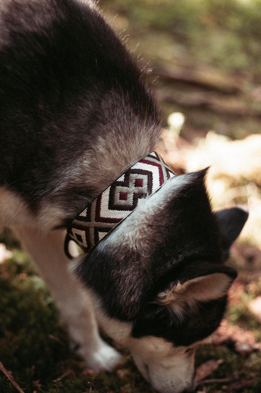 Hundehalsband | Redwood Roamer