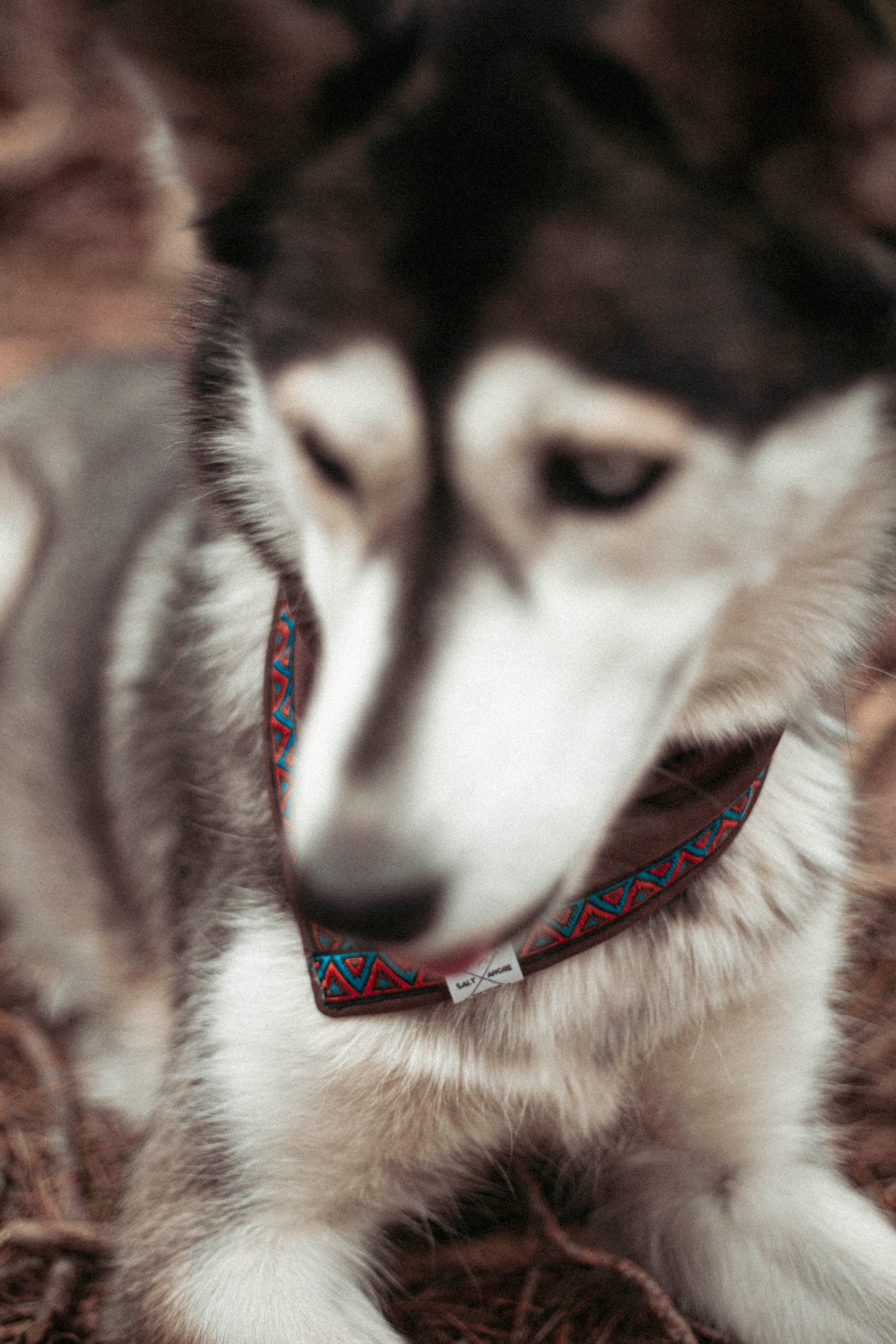 Trailbound | Hundehalstuch