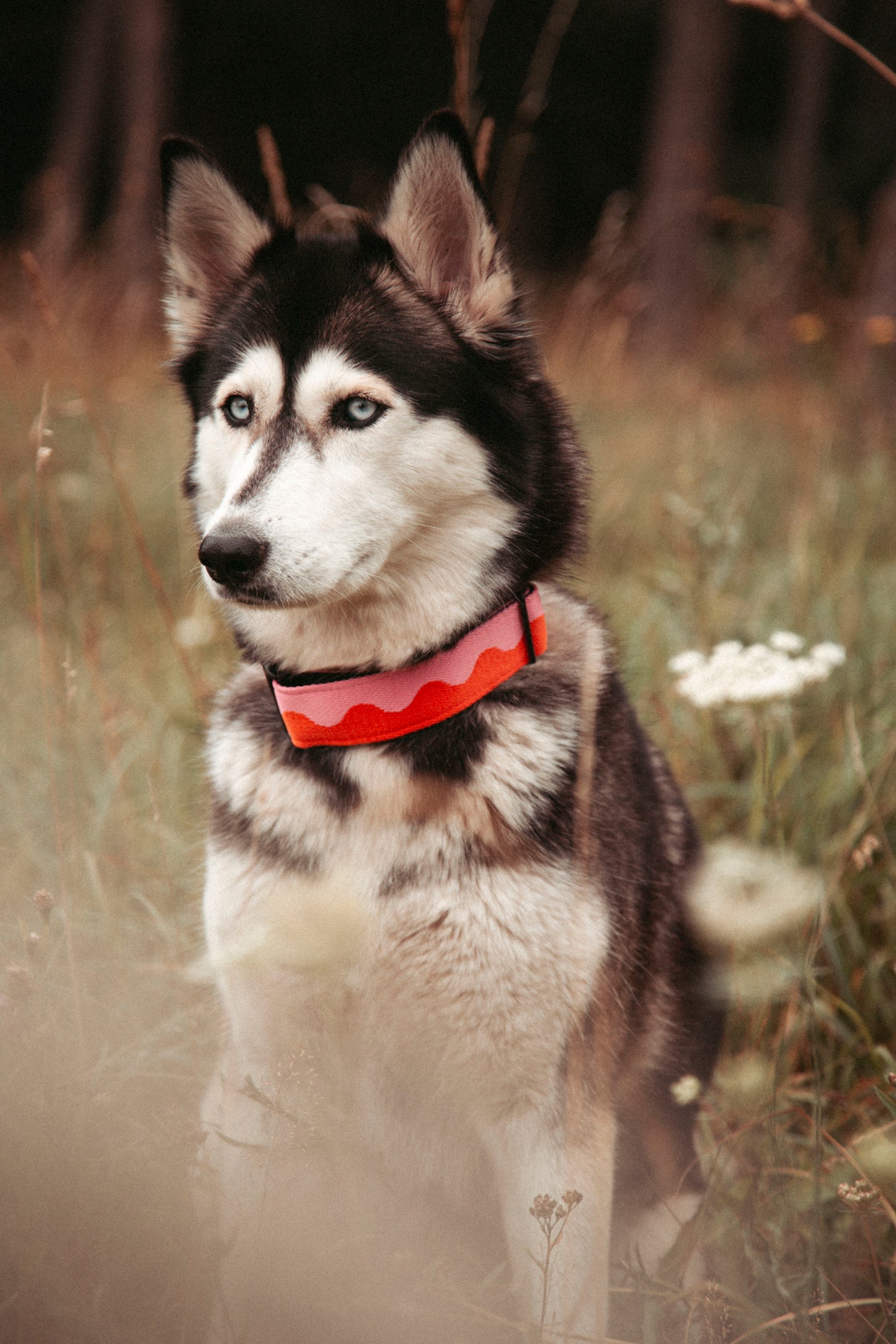 Hundehalsband | Coral Heat | verstellbares Halsband für Hunde