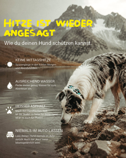 Sommerhitze mit Hund | Was wirklich hilft