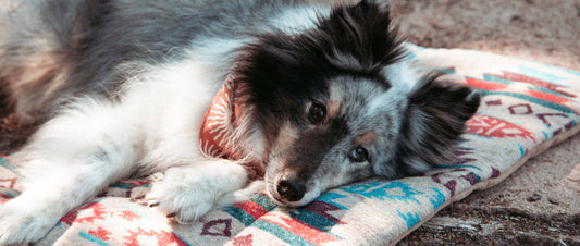 Ruhe beim Hund | Warum sie so wichtig ist und wie dein Hund sie lernen kann.