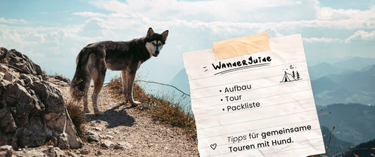 Wandern mit Hund: Der große Guide für sichere Abenteuer | Tipps, Ausrüstung & Vorbereitung