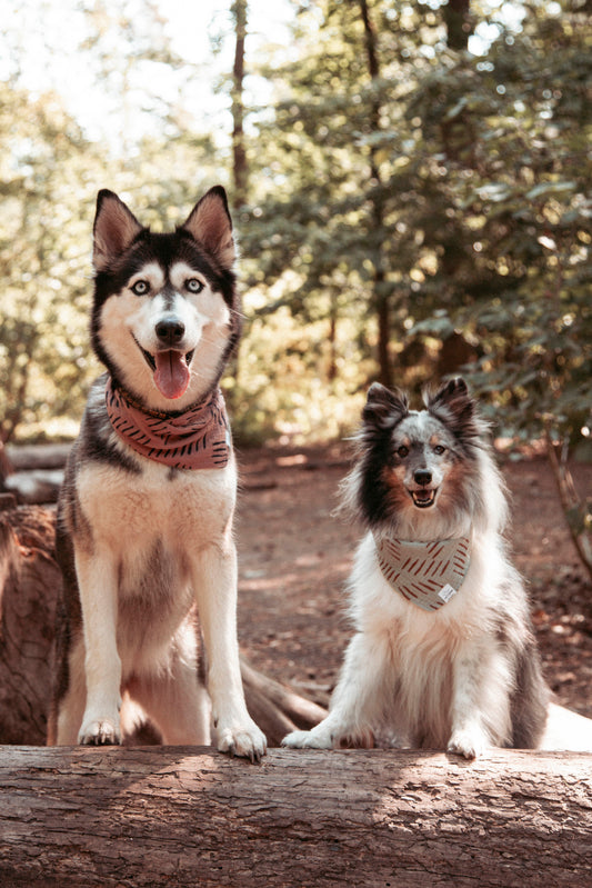 Hundehalstuch |  Wild Trails Blush