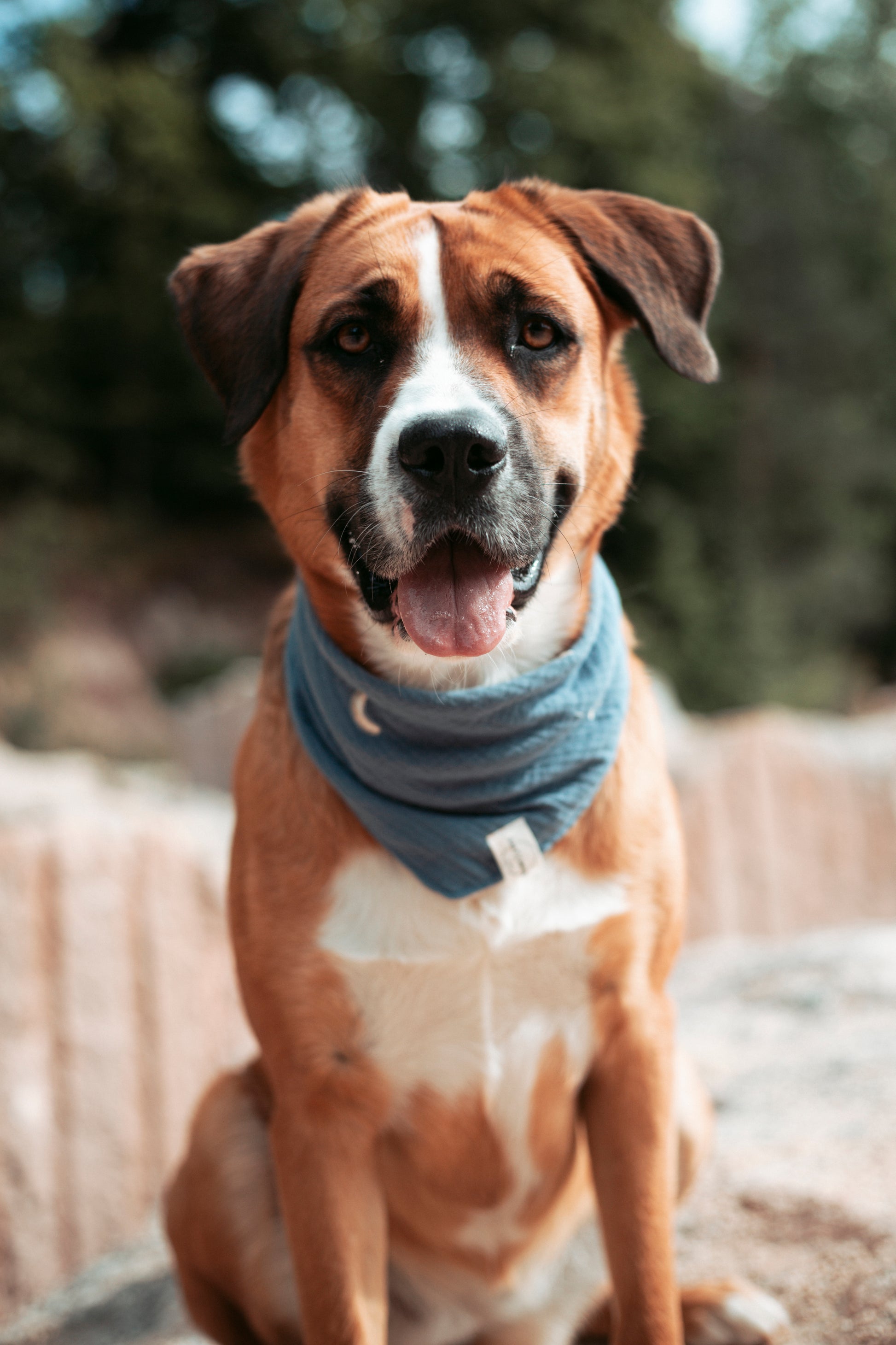 Entdecke das handgemachte Hundehalstuch „Midnight“ aus Bio-Musselin – stylisch, leicht & perfekt für Sommerabenteuer. Jetzt im Onlineshop für Hundezubehör!