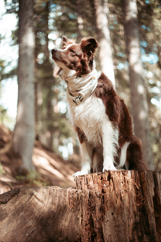 Handgemachtes Boho-Hundehalstuch aus Leinen mit floraler Stickerei – leicht, stilvoll & ideal. Jetzt online shoppen.