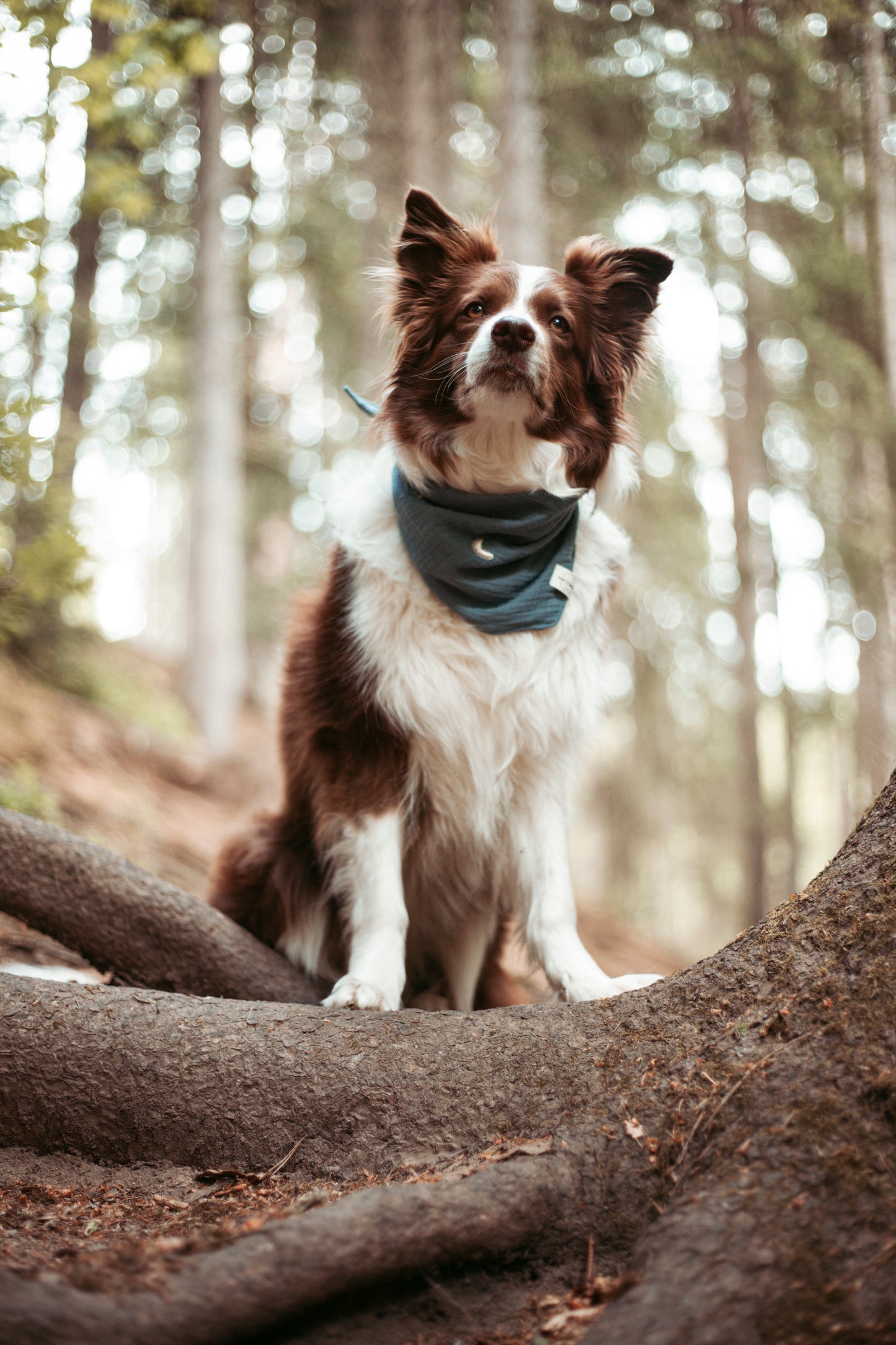 Entdecke das handgemachte Hundehalstuch „Midnight“ aus Bio-Musselin – stylisch, leicht & perfekt für Sommerabenteuer. Jetzt im Onlineshop für Hundezubehör!