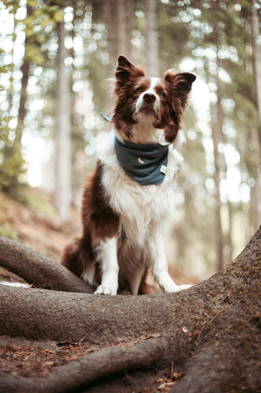 Entdecke das handgemachte Hundehalstuch „Midnight“ aus Bio-Musselin – stylisch, leicht & perfekt für Sommerabenteuer. Jetzt im Onlineshop für Hundezubehör!