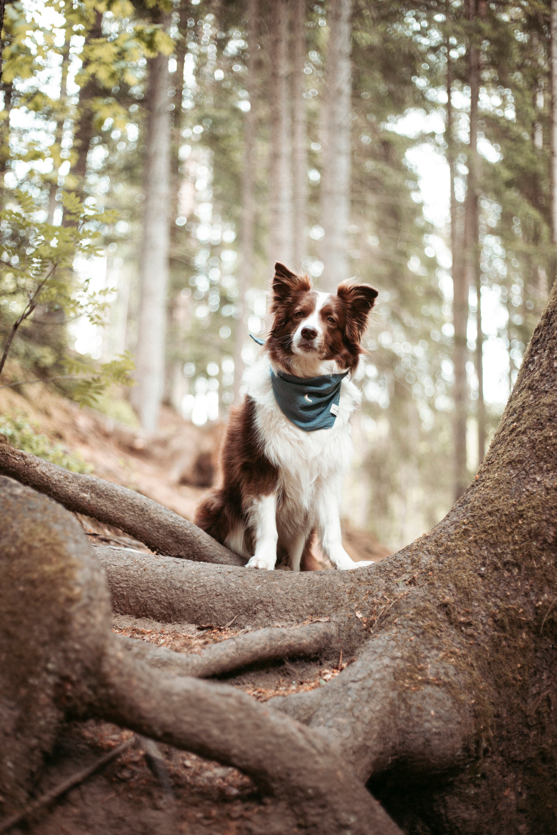 Entdecke das handgemachte Hundehalstuch „Midnight“ aus Bio-Musselin – stylisch, leicht & perfekt für Sommerabenteuer. Jetzt im Onlineshop für Hundezubehör!