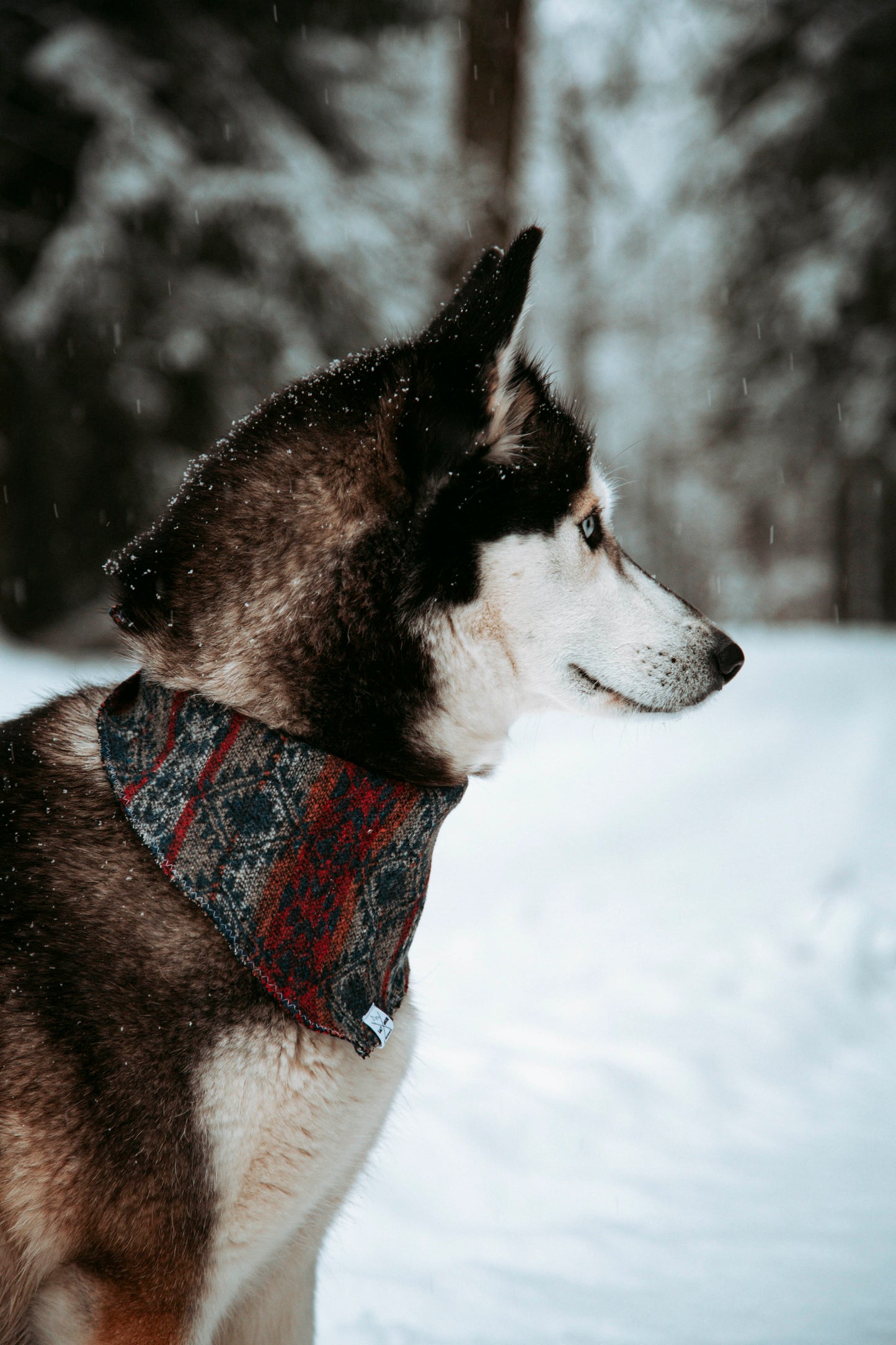 Hundehalstuch - Northern Summit Collection - Summit Trail