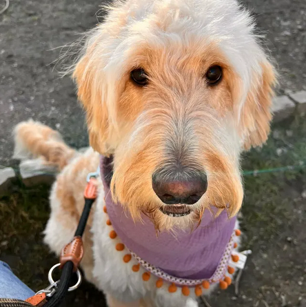 Hol dir den Sommertrend für deinen Hund. Handgenähtes Halstuch für deinen Hund im angesagten Bohostyle mit süßen Quasten. Hier shoppen.