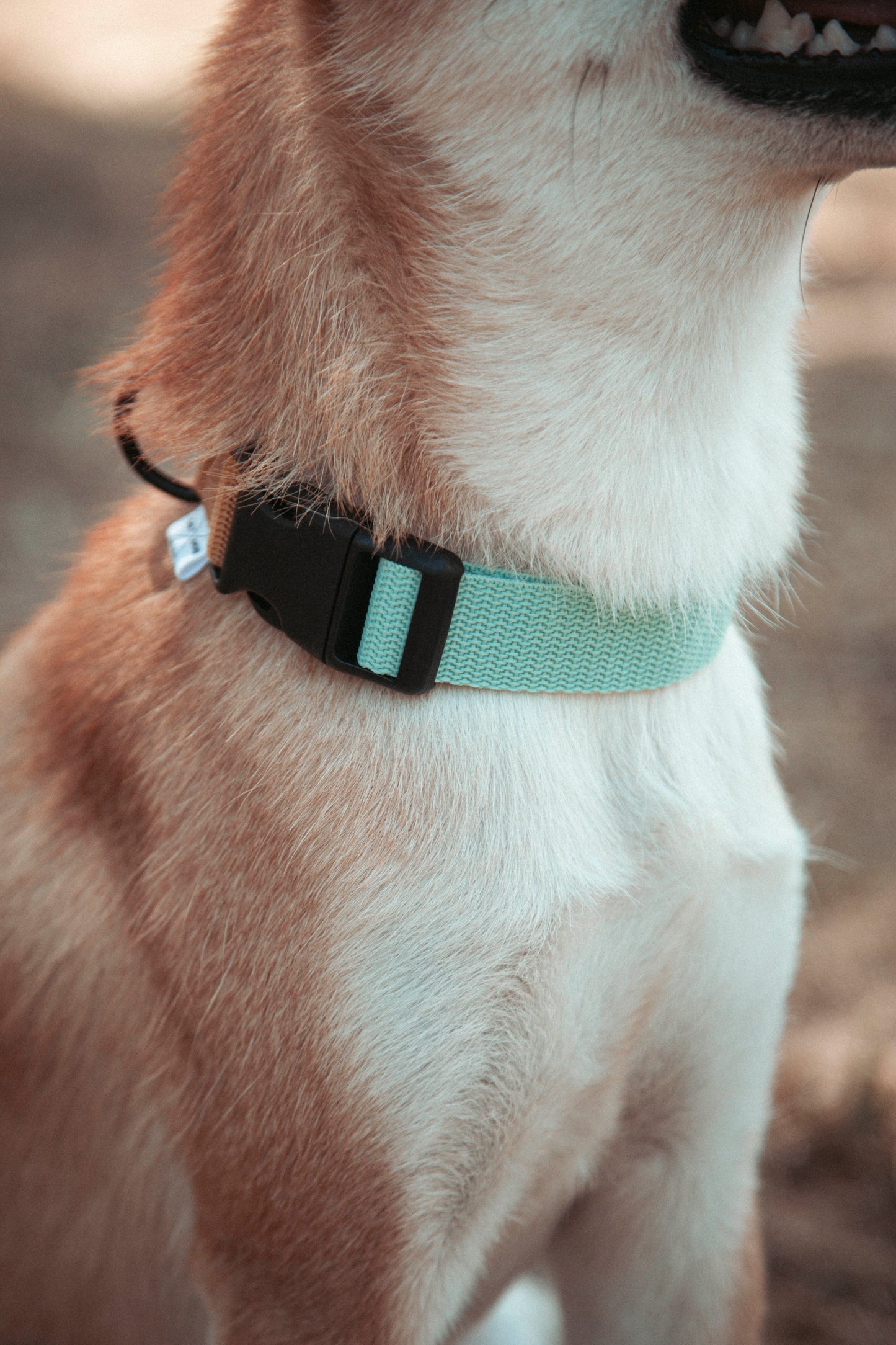 Hundehalsband | Pathfinder | verstellbares Halsband für den Alltag
