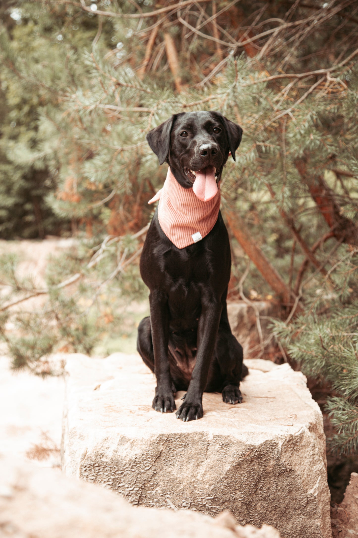 Hundehalstuch -  Rose Cord