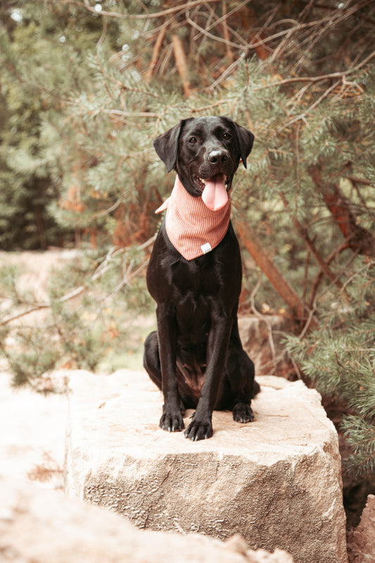 Hundehalstuch -  Rose Cord