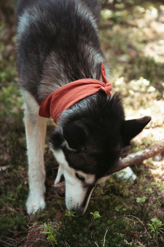 Hundehalstuch Terra Glow | Handgemachtes Hundehalstuch aus Bio-Baumwolle