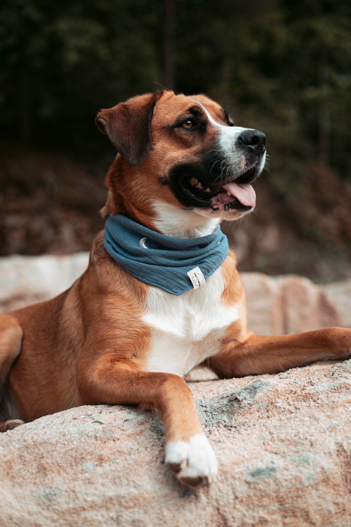 Entdecke das handgemachte Hundehalstuch „Midnight“ aus Bio-Musselin – stylisch, leicht & perfekt für Sommerabenteuer. Jetzt im Onlineshop für Hundezubehör!