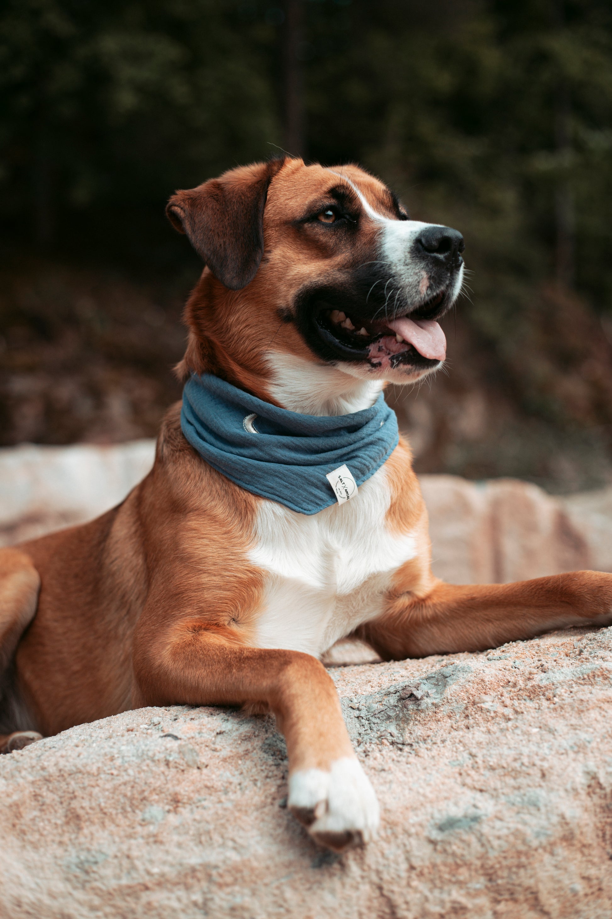 Entdecke das handgemachte Hundehalstuch „Midnight“ aus Bio-Musselin – stylisch, leicht & perfekt für Sommerabenteuer. Jetzt im Onlineshop für Hundezubehör!