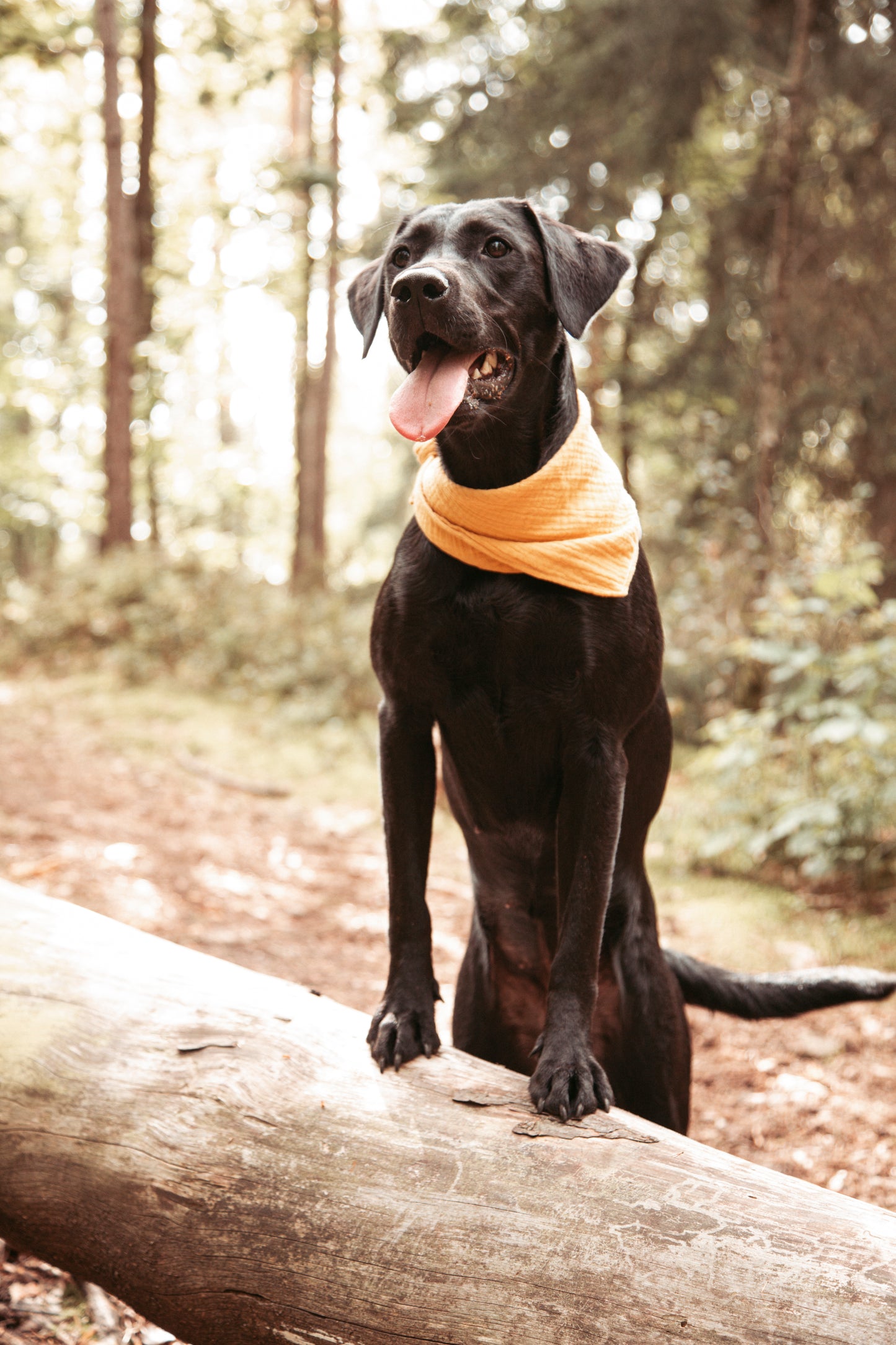 Hundehalstuch -  Golden Hour